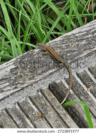 Small brown lizard resting on a weathered wooden bench surrounded by green grass in a natural outdoor setting.