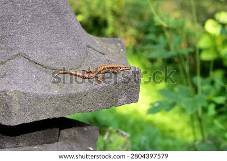 Small brown lizard resting on the edge of a stone bench in a sunny green garden with soft blurred background and natural summer light.