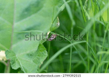 Small brown May bug resting on green grass blade near broadleaf plant