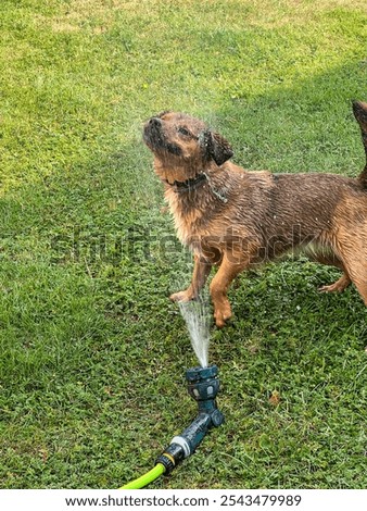 Similar – Image, Stock Photo Garden hose lies on a square terrace of stone tiles in a well-kept garden with lawn and a planting strip