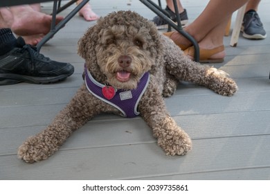 Small Brown (or Liver Colored) Labradoodle Dog Under Table As Family Eats Dinner.