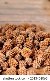 Small Brown Pine Tree Fruit