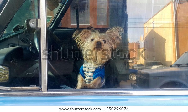 a small brown puppy,
dressed in fashionable clothes, sits in a car and looks out the
window, waiting for its owner, a concept on the theme of friendship
and affection