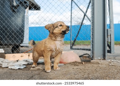 Small brown puppy standing near a metal fence outdoors. Animal shelter concept - Powered by Shutterstock