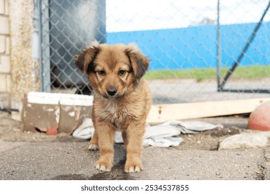 Small brown puppy standing near a metal fence outdoors. Animal shelter concept - Powered by Shutterstock