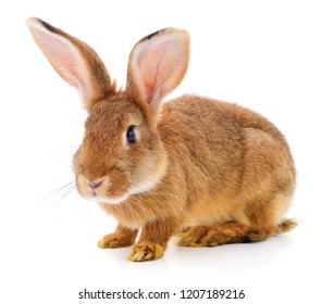 Small brown rabbit isolated on white background.
