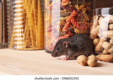 Small brown rat looking for food on wooden shelf