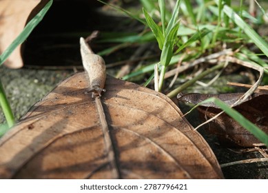 A small, brown, shellless snail moves on a large, dry autumn leaf. This land-dwelling gastropod mollusk stretches its slimy body to climb a blade of wild green grass on the ground.