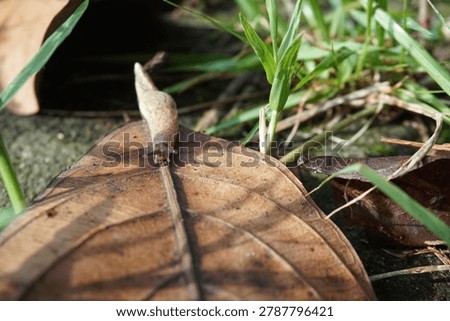 A small, brown, shellless snail moves on a large, dry autumn leaf. This land-dwelling gastropod mollusk stretches its slimy body to climb a blade of wild green grass on the ground.