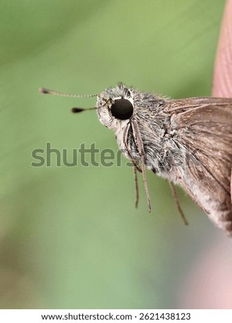 A small, brown skipper butterfly (Hesperiinae subfamily) is captured in profile, revealing its compact body, large eyes, and characteristic antennae.