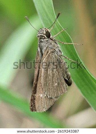 A small, brown skipper butterfly, potentially Borbo cinnara or Pelopidas mathias, with characteristic antennae, perches on a green leaf in Indonesia.