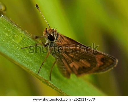 Small brown skipper butterfly resting on a vibrant green leaf. Detailed close-up of the insect in its natural habitat.