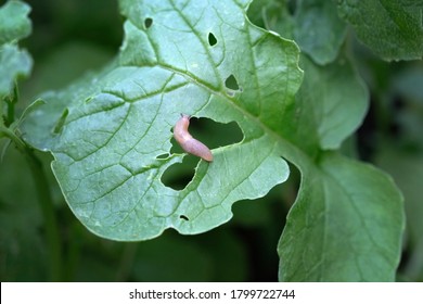 A Small Brown Slug Eats The Leaves Of The Plant. Pests Eat Radish Leaves. Slug Invasion In Spring.