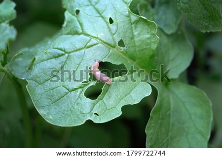 A small brown slug eats the leaves of the plant. Pests eat radish leaves. slug invasion in spring.