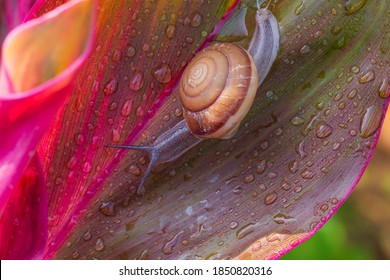 Small brown snail on green leaf,Snail crawling on leaf,Abstract drops of water on flower leaf,Africa, Thailand, Animal, Animal Shell, Animal Wildlife - Powered by Shutterstock