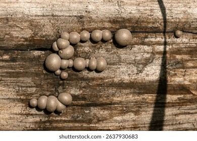 Small brown spores of mushrooms grow on the dry tree trunk