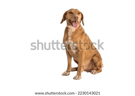 small brown stray dog isolated on a white background