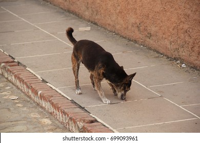 A Small Brown Stray Dog Is Sniffing Something On The Sidewalk