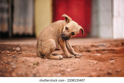 Small Brown Stray Puppy Dog Eating Remains Of Chicken Meat Dinner On Dusty Road