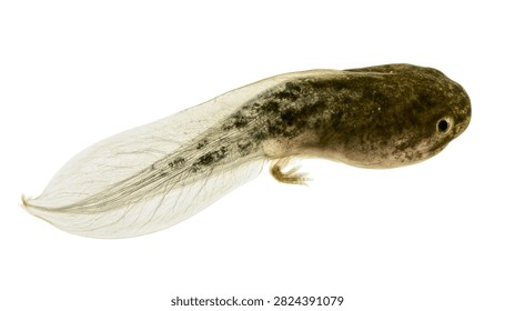 Small brown tadpole with translucent tail and developing hind leg