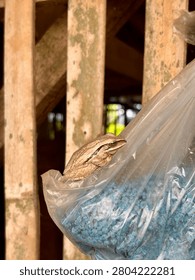A small brown tree frog sitting calmly on a crumpled plastic bag near a wooden fence structure.