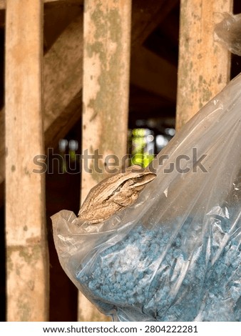 A small brown tree frog sitting calmly on a crumpled plastic bag near a wooden fence structure.