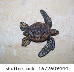 Small brown turtle crawling on the white sea sand, marine life, reptiles, mollusks.