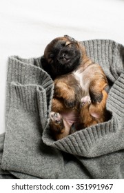Small Brown Two Weeks Old Puppy Sleeping in Gray Sweater