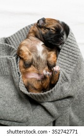 Small Brown Two Weeks Old Puppy Sleeping in Gray Sweater