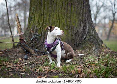 A Small Brown And White Dog Sits In A City Park And Looks Sideways. A Closeup Portrait Of A Cute Bicolor Dog On The Tree Bark Background.