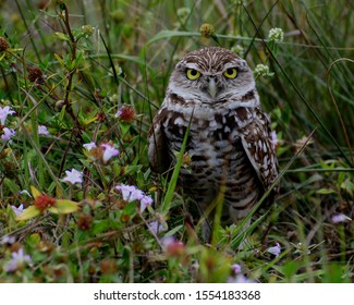 Small Brown And White Owl Long Legged Owl That Lives In A Burrow And Hunts By Day.