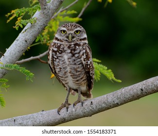 Small Brown And White Owl Long Legged Owl That Lives In A Burrow And Hunts By Day.