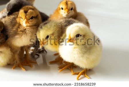 Small brown and yellow chickens get warm with space for text. Adorable little chicks for design decorative theme. Newborn poultry chicken beak on light background. Easter farm concept. Selective focus