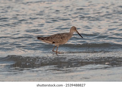 A small brown-feathered bird is pictured wading across a shallow body of water - Powered by Shutterstock