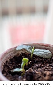 Small Bud Of Loofah. Luffa Plant Growing In A Pot.