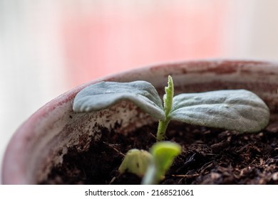 Small Bud Of Loofah. Luffa Plant Growing In A Pot.