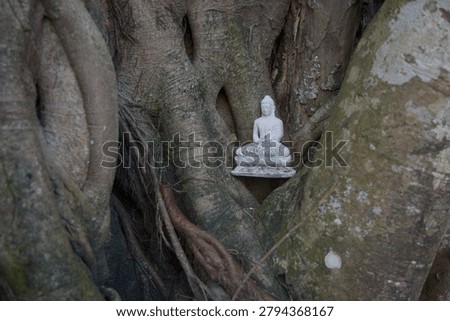 Small Buddha statue placed among the roots of a sacred tree at Kande Viharaya Temple in Aluthgama, Sri Lanka.