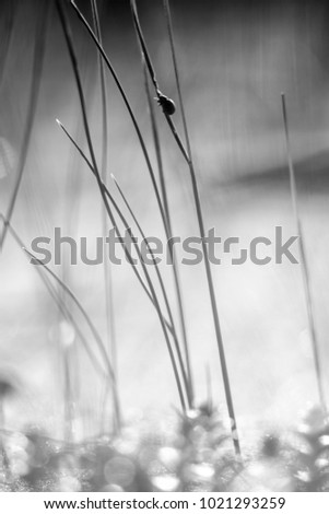 Similar – Image, Stock Photo Delicate leaf skeleton macro close up, ruscus aculeatus