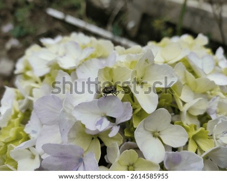 A small bug on pale hydrangea petals in a garden
