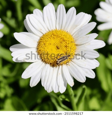 The small bug on the white and yellow daisy flower in the garden.