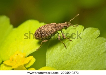 small bug Pea leaf weevil on the wall