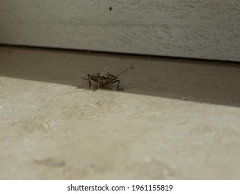 A Small Bug Sits On The Marble Window Sill