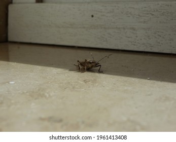 A Small Bug Sits On The Marble Window Sill