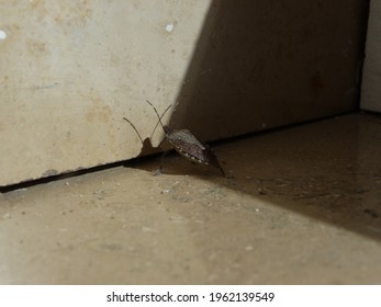 A Small Bug Sits On The Marble Window Sill