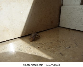 A Small Bug Sits On The Marble Window Sill