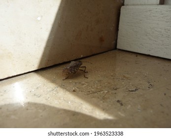 A Small Bug Sits On The Marble Window Sill