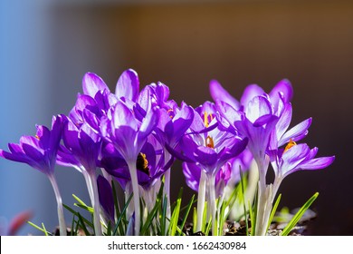 small buket of flowers in spring