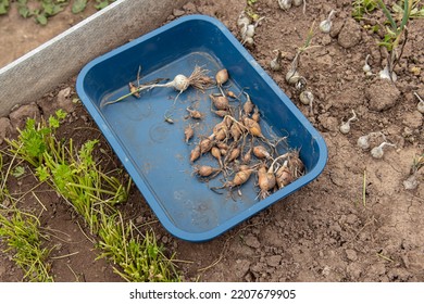 Small Bulbs In The Garden Bed. Onion Harvesting In Autumn. Preparing The Garden For Winter