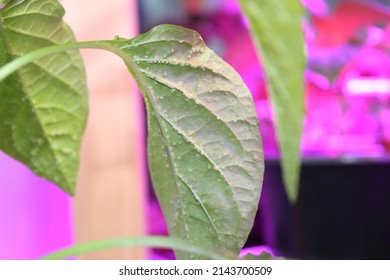 Small Bumps on a Pepper Leaf Caused by a Water Uptake Issue