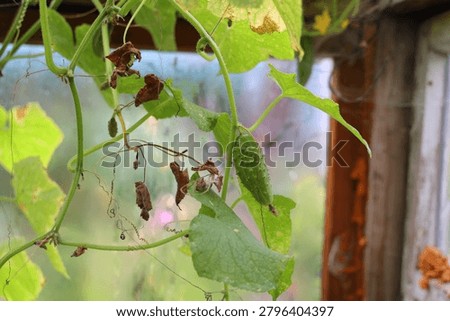 Small bumpy cucumber ripening on a green vine with dried leaves inside an old wooden greenhouse.